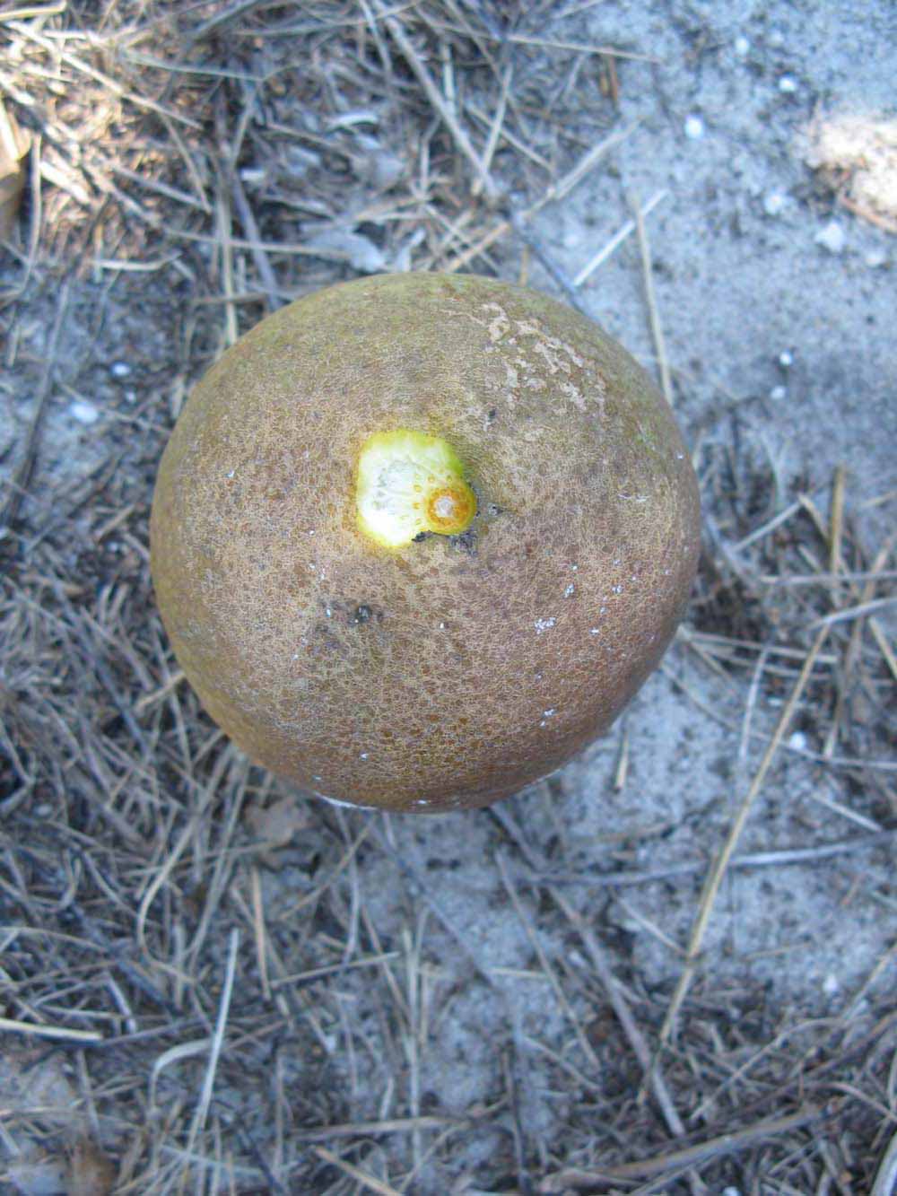               Fruit (Winter Haven, FL)       